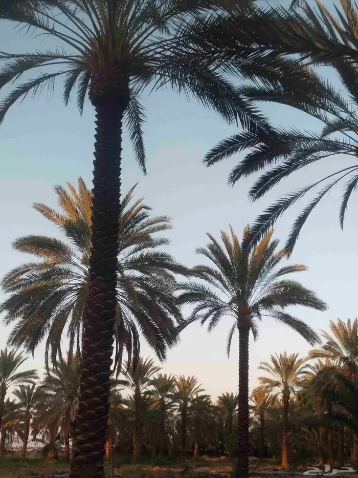 تنظيف النخيل 3