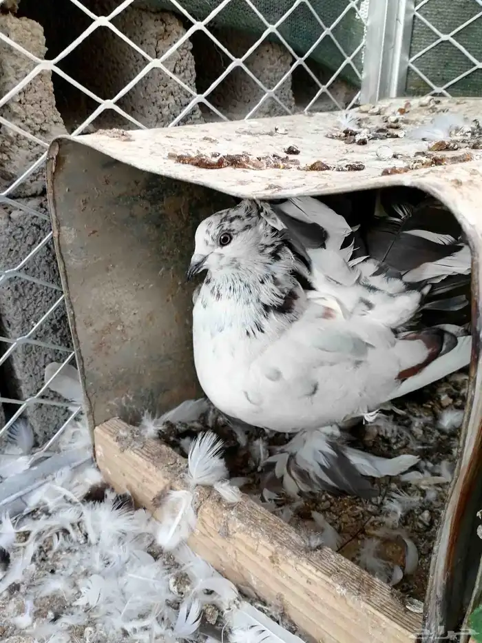 حمام رقاص هندي 1