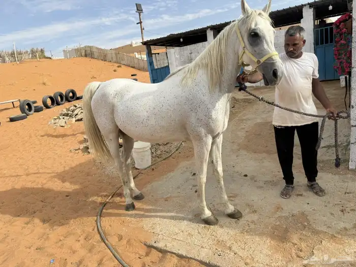 للبيع فرس شعبيه لقاح ثقيل 0