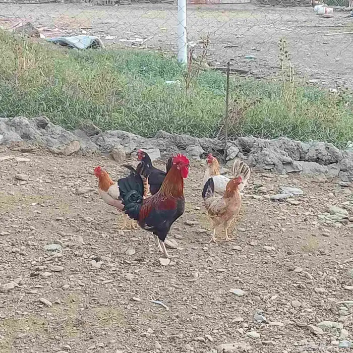 دجاج بلدي محضن وديك ضرب حار ونقبل بتديل ارانب 0