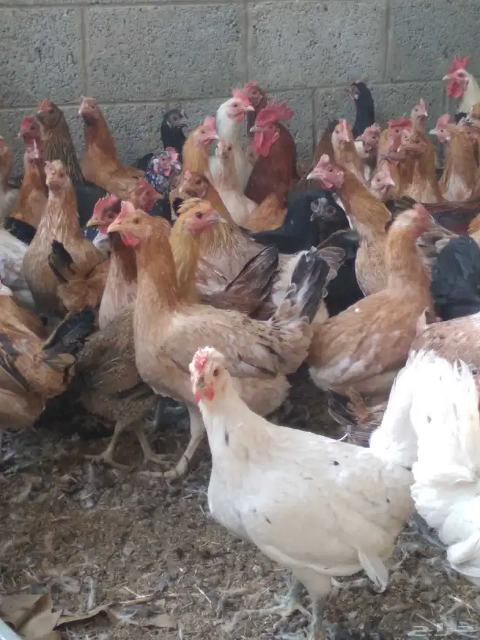 دجاج بلدي بياض 1