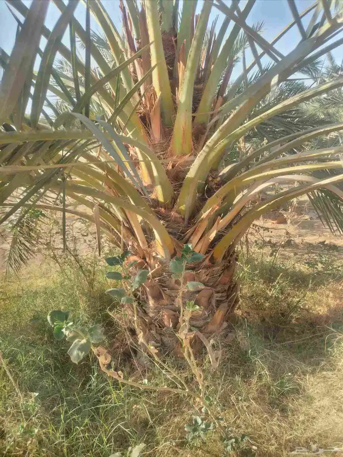 نخل مثمر نقايل وفسائل 5