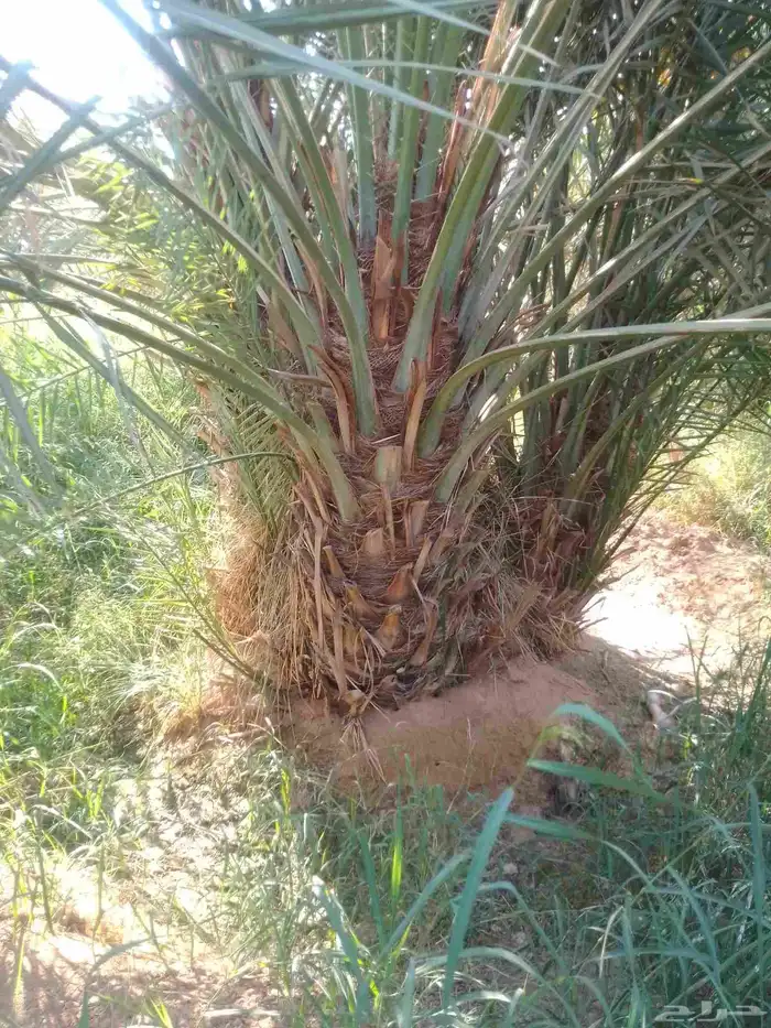 فسايل نخيل ونقايل نخيل للبيع 3