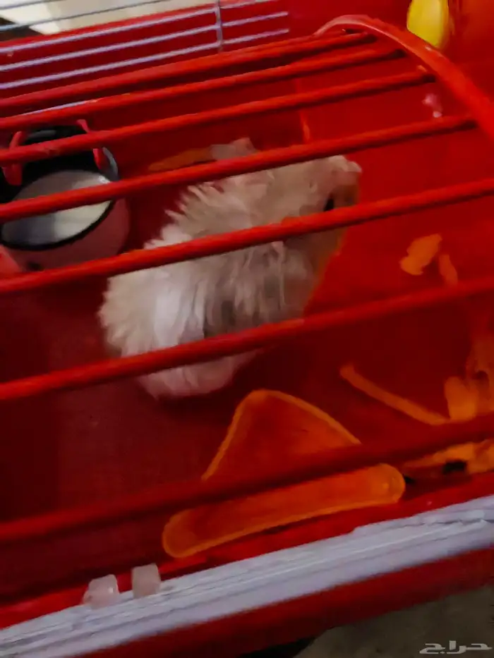 هامستر للبيع 0