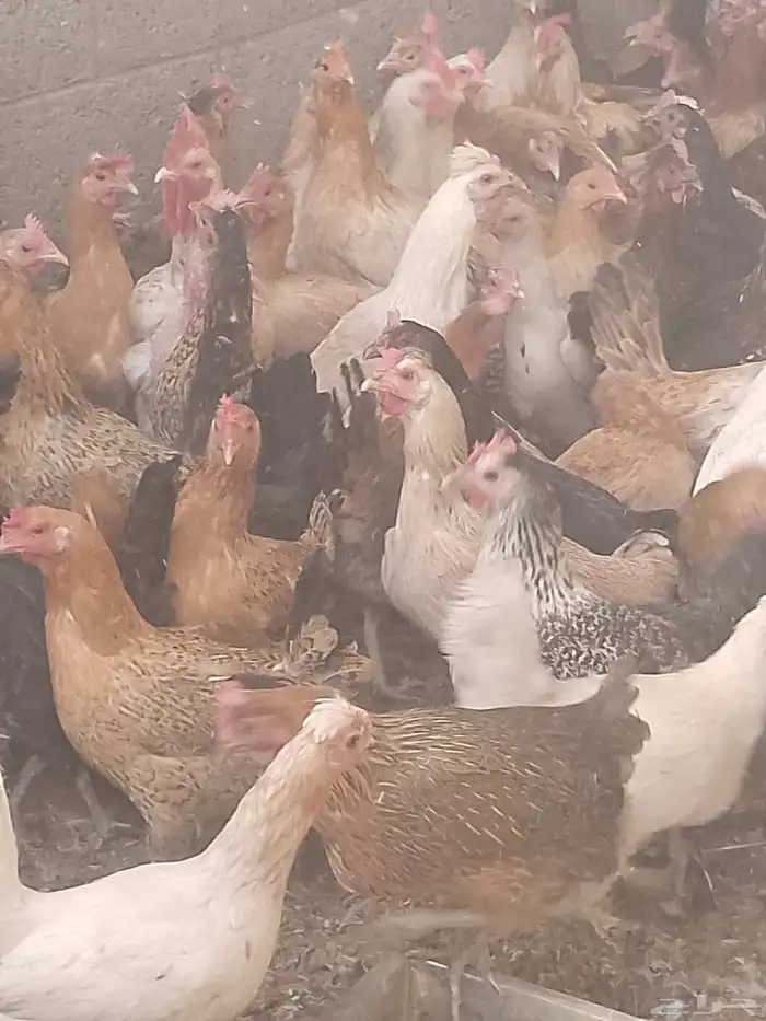 دجاج بلدي بياض الوان فواتح نظيفه 4