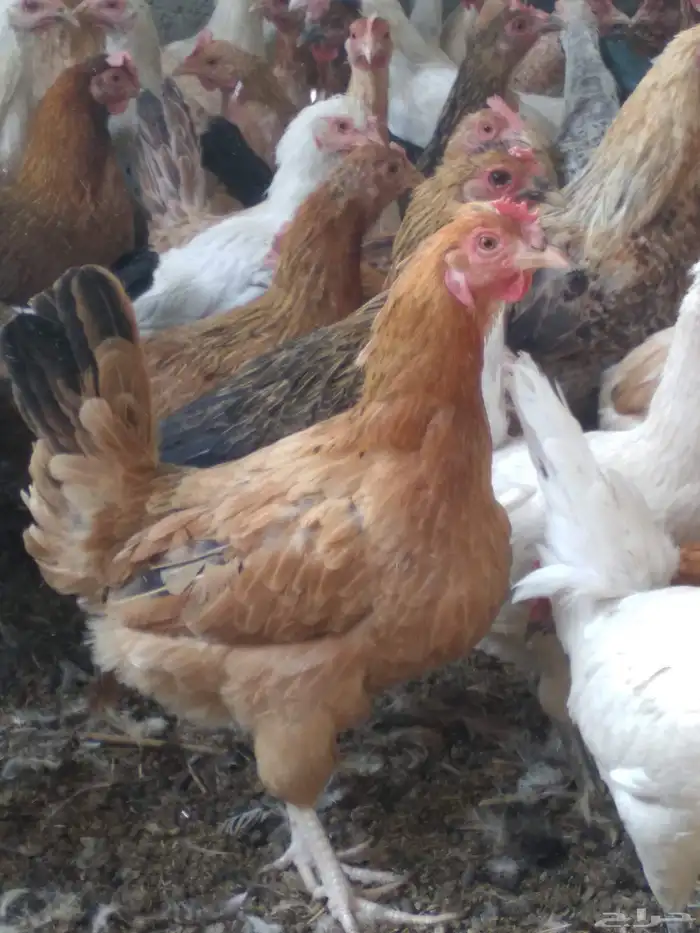 دجاج بلدي بياض 2