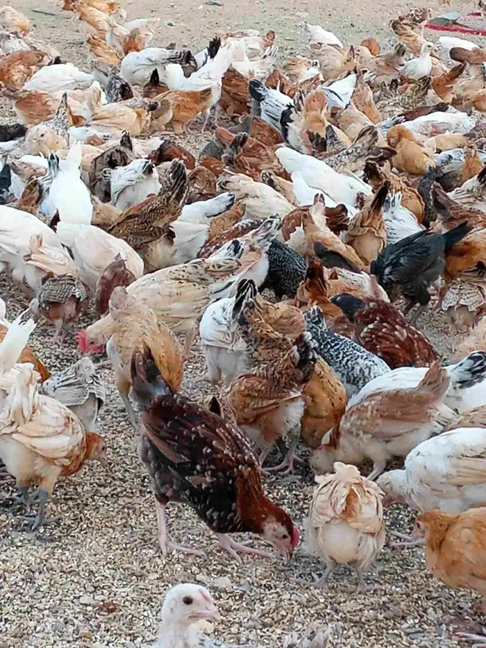 صوص بلدي مشكل 4