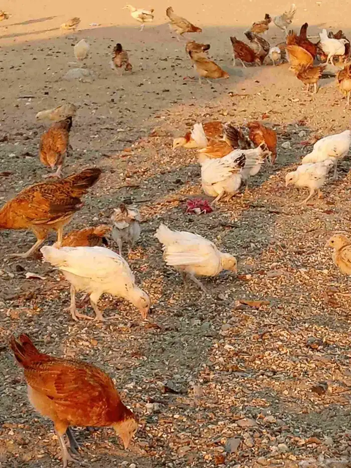 صوص بلدي مشكل 1