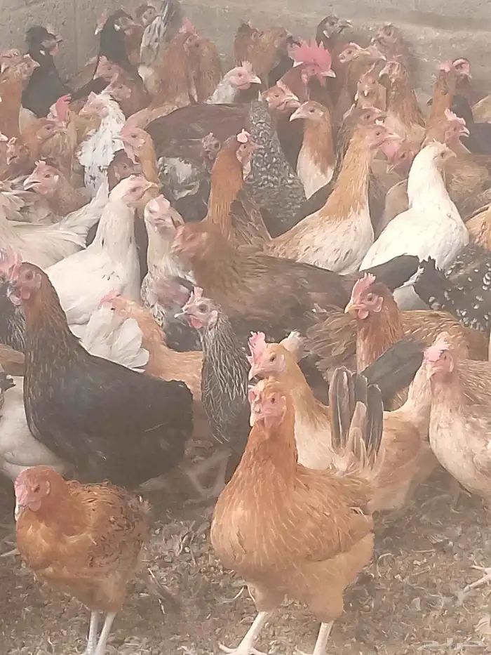 دجاج بلدي بياض الوان فواتح نظيفه 0