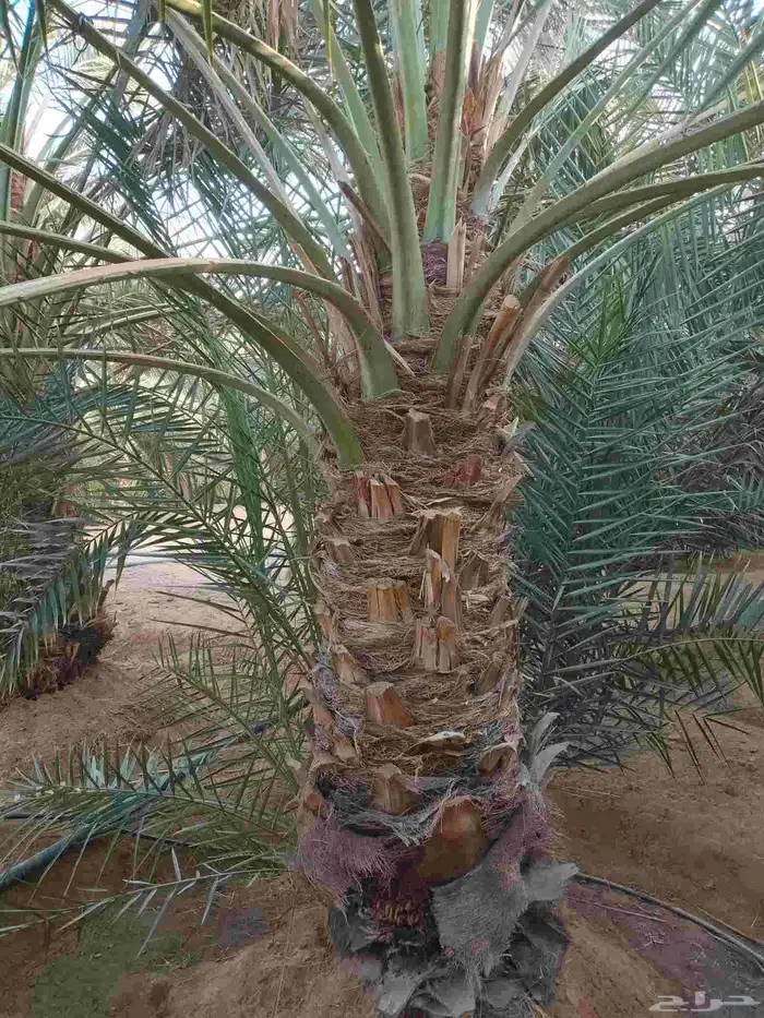 نخل مثمر نقايل وفسائل 0