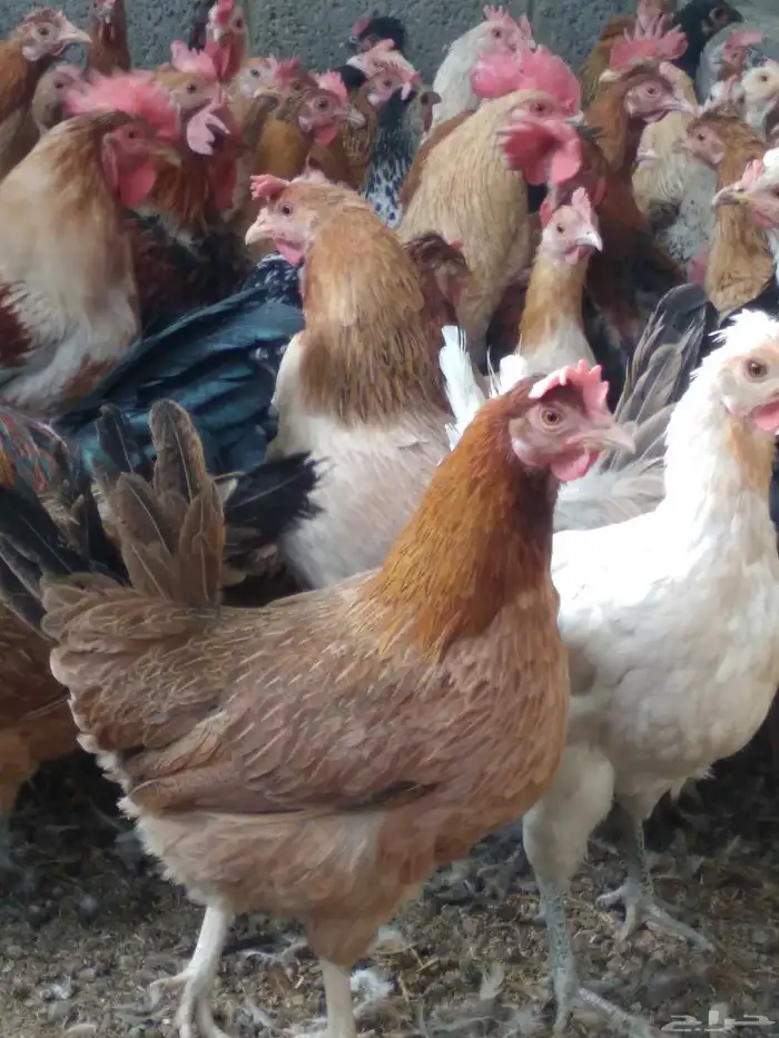 دجاج بلدي بياض 0