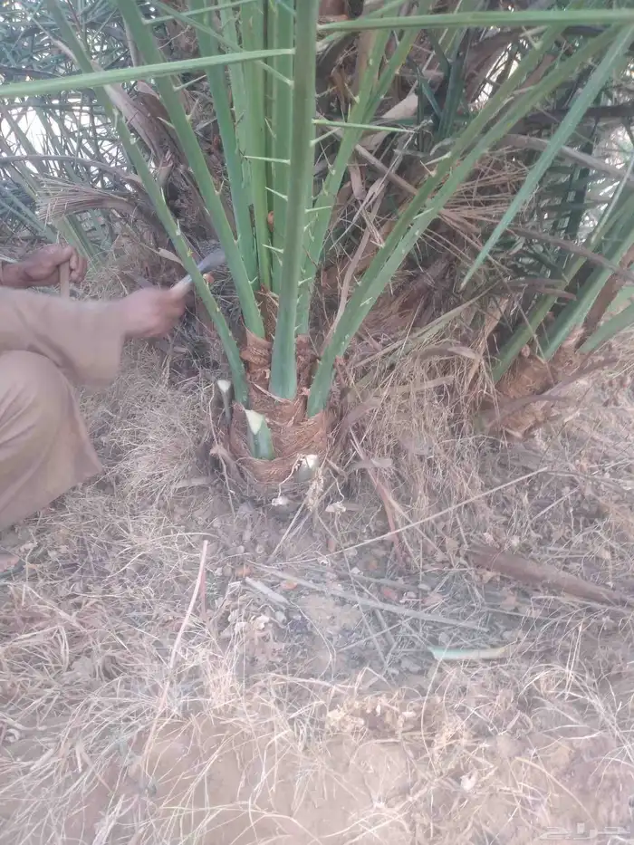 نخل مثمر نقايل وفسائل 2