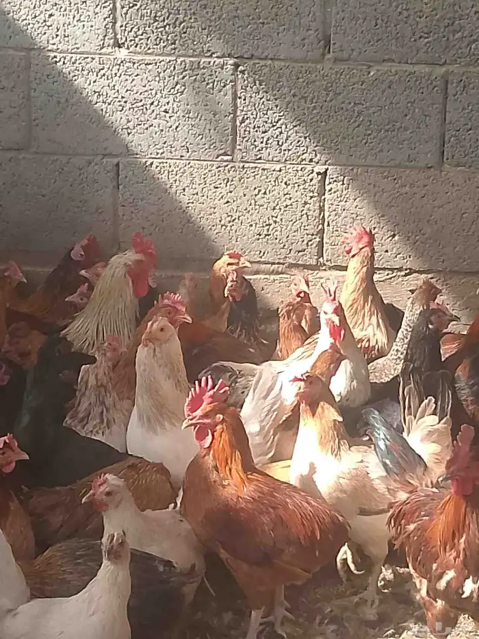 دجاج بلدي بياض الوان فواتح نظيفه 2