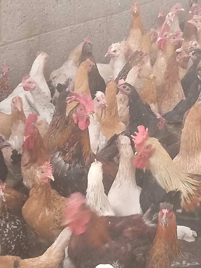 دجاج بلدي بياض الوان فواتح نظيفه 3