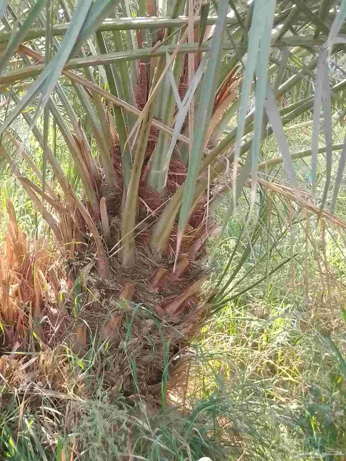 فسايل نخيل ونقايل نخيل للبيع 2