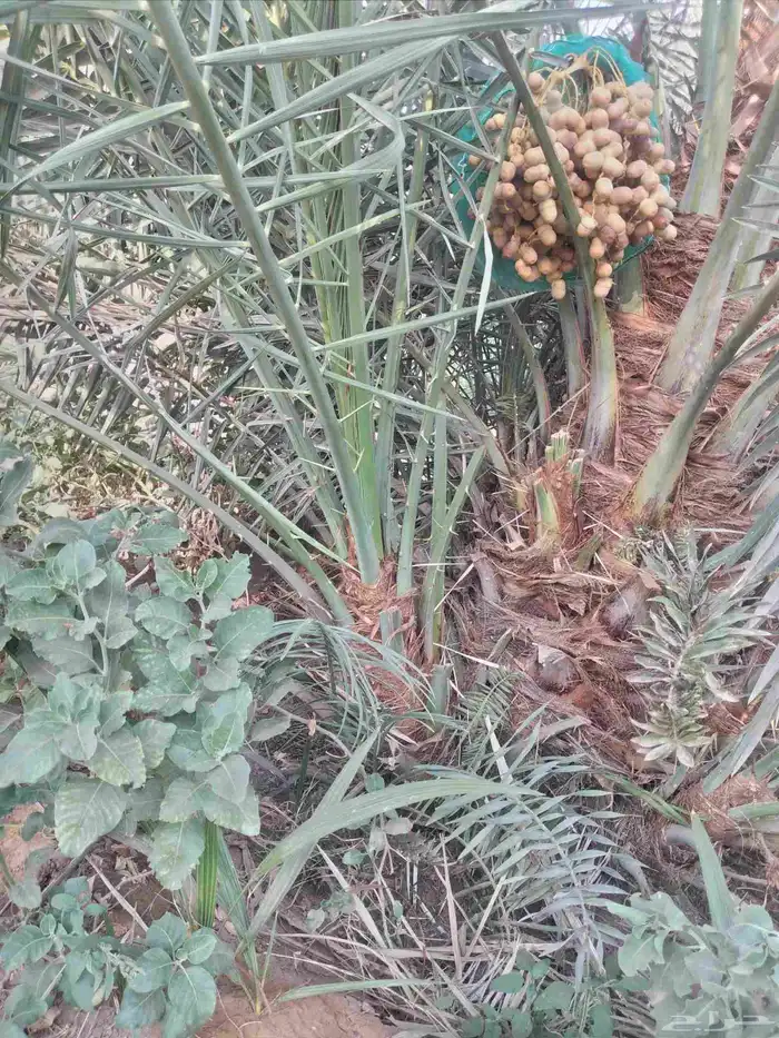 نخل مثمر نقايل وفسائل 3