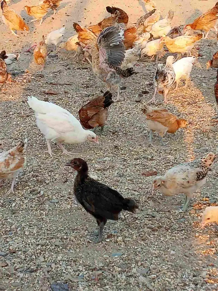 صوص بلدي مشكل 0