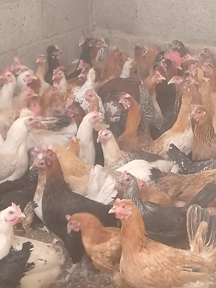 دجاج بلدي بياض الوان فواتح نظيفه 1