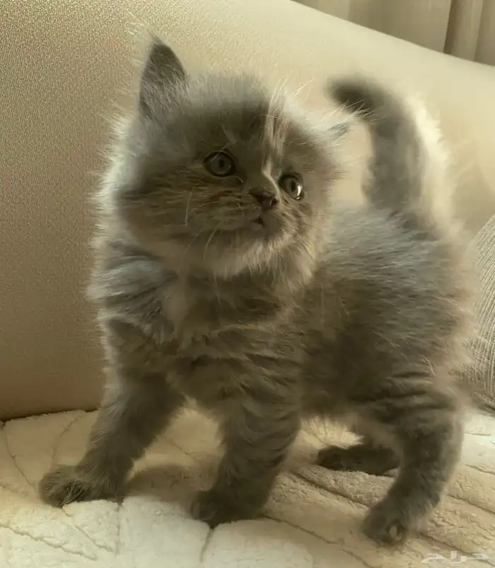 كتتن شيرازيه للبيع 0