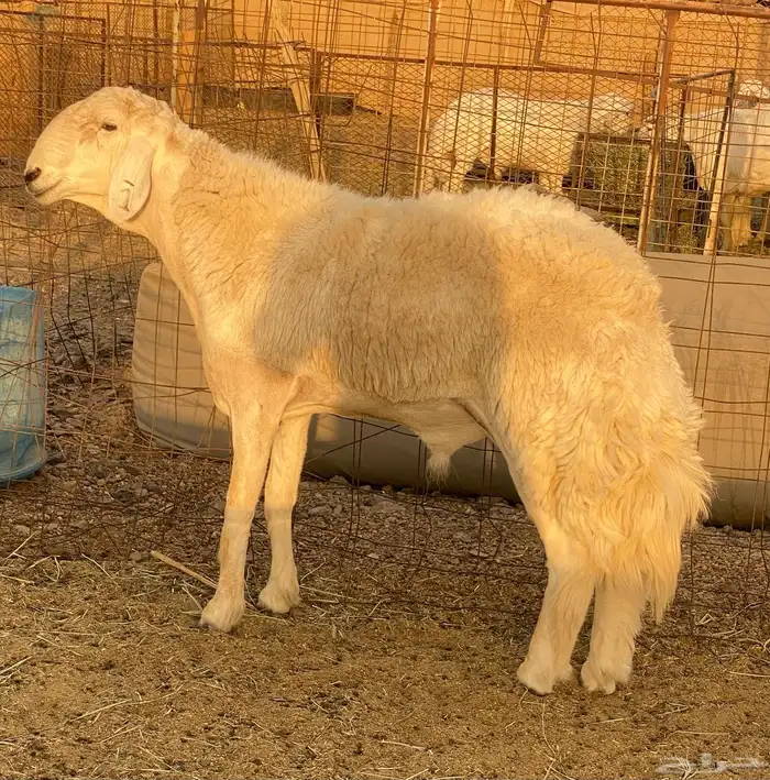 فحل حري صنف نادر مشروط من حلال ابن عيضه الوذيناني 0