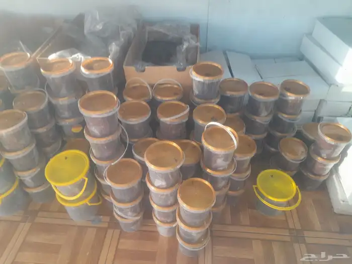 تمور حائل الفاخره 6