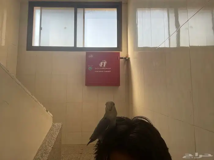 فرخ روز أليف 1