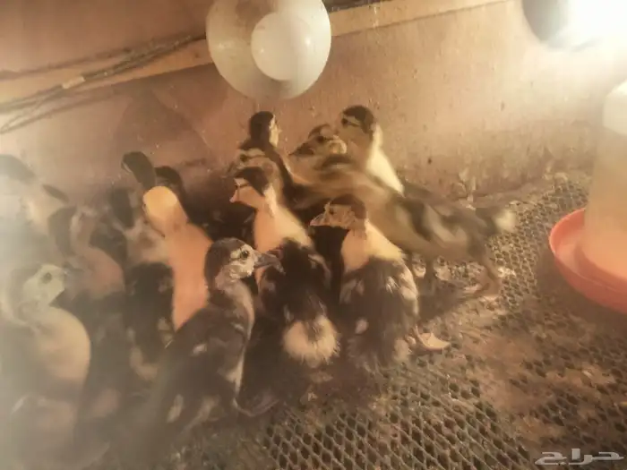 صوص بح للبيع 0