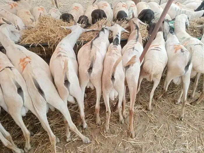 تيوس ممتازه ب أسعار مناسبه للجميع بمزرعه الباحه معشوقه 1