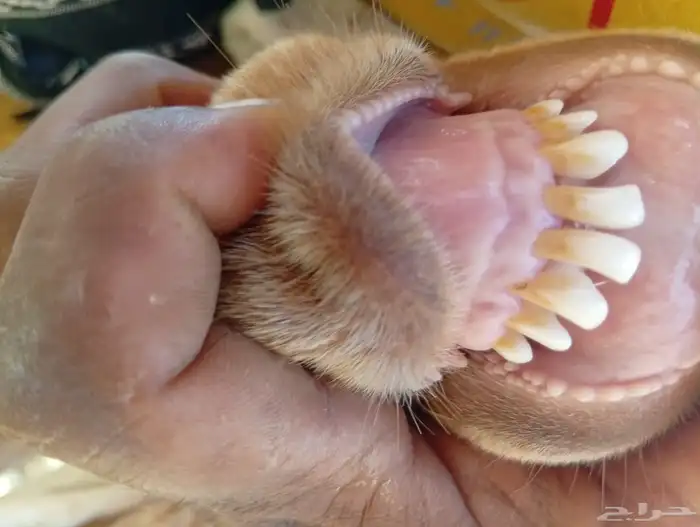 تيس جذع هولندي فاخر 0