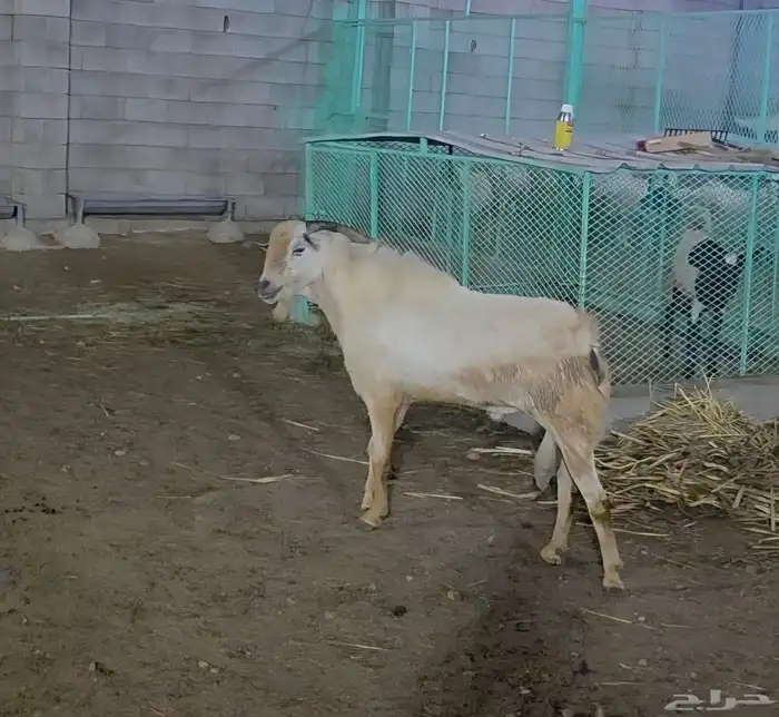 اعرض لكم تيس فحل مشروط ضراب 5