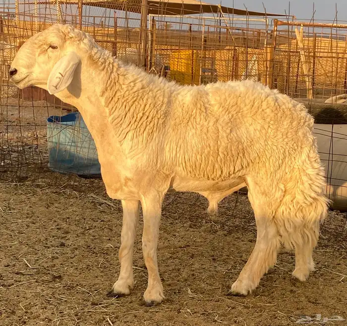 فحل حري صنف نادر مشروط من حلال ابن عيضه الوذيناني 1