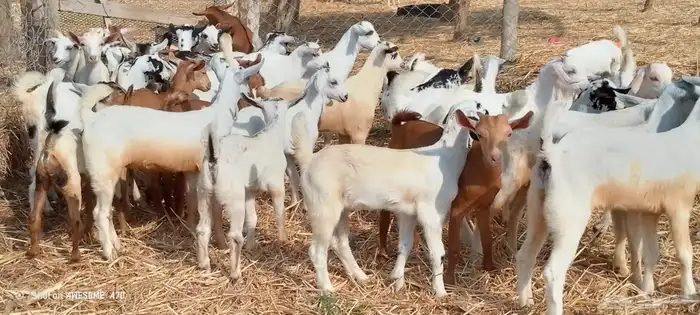 تيوس وجفرات بلدي من 650 ريال 5