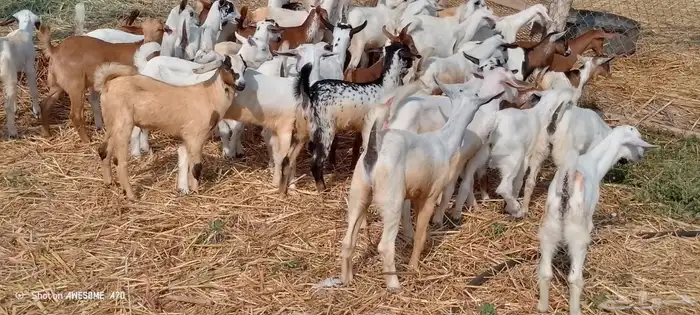 تيوس وجفرات بلدي من 650 ريال 3