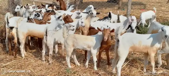 تيوس وجفرات بلدي من 650 ريال 6