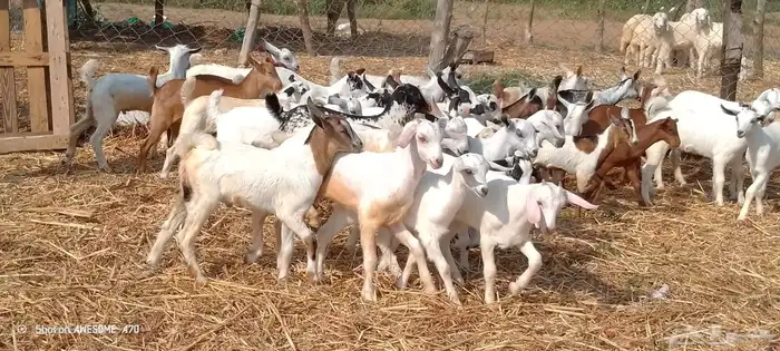 تيوس وجفرات بلدي من 650 ريال 4