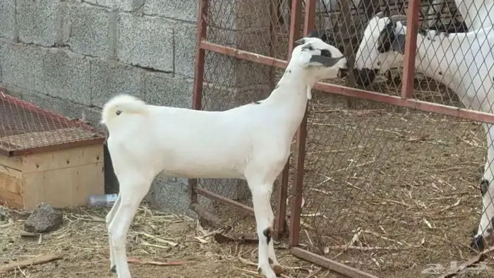 جفره بيشيه فاخره 2