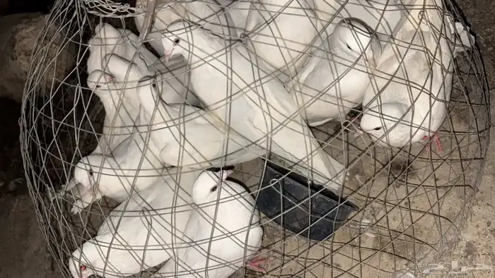 حمام فرنسي 0