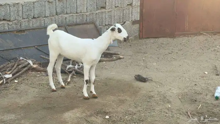 جفره بيشيه فاخره 1