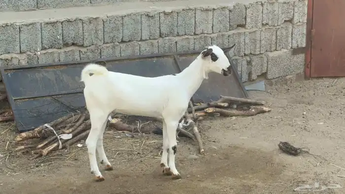 جفره بيشيه فاخره 3