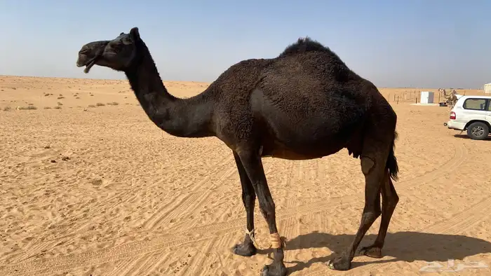 للبيع عشرا طيبه 0