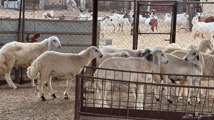 طليان ذبايح عدد 9 الموقع القنفذه 3