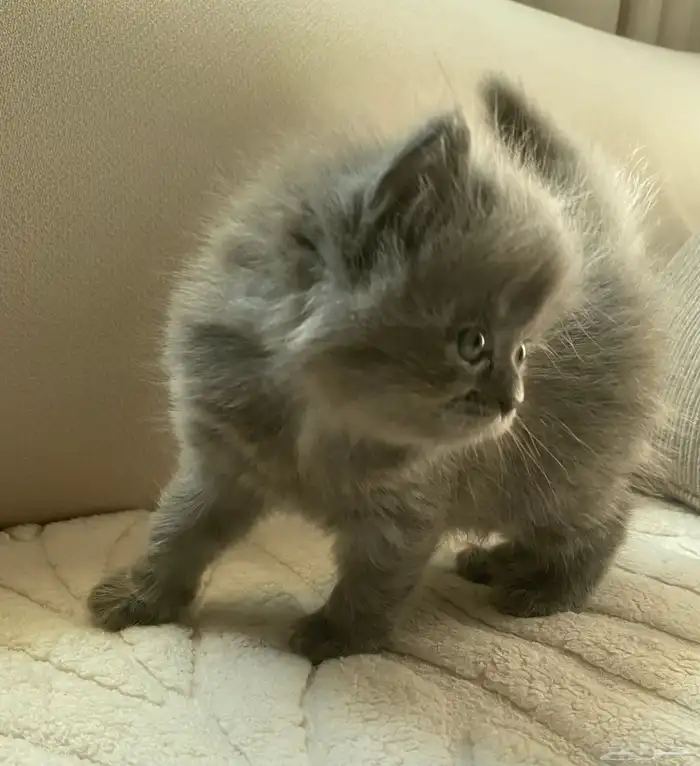 كتتن شيرازيه للبيع 2