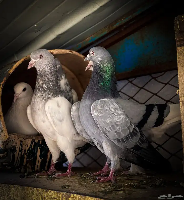 حمام باكستاني 8