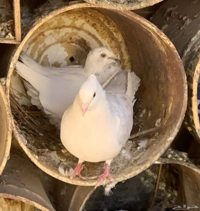 جوز زاجل مع انتاجه 0