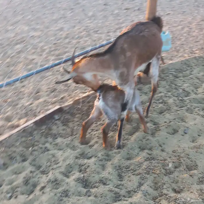 معزا جنوبية خلفات ودفيع مقنوي 6