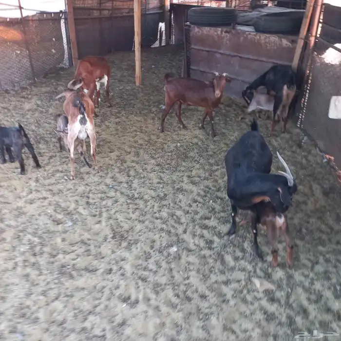 معزا جنوبية خلفات ودفيع مقنوي 10