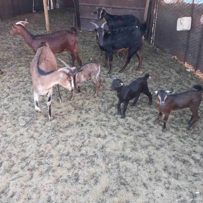 معزا جنوبية خلفات ودفيع مقنوي 11