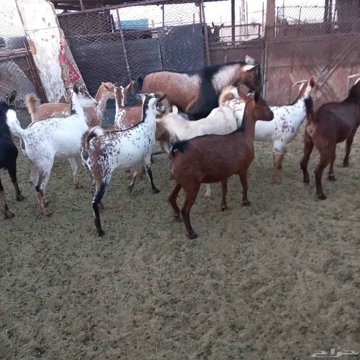 معزا جنوبية خلفات ودفيع مقنوي 1