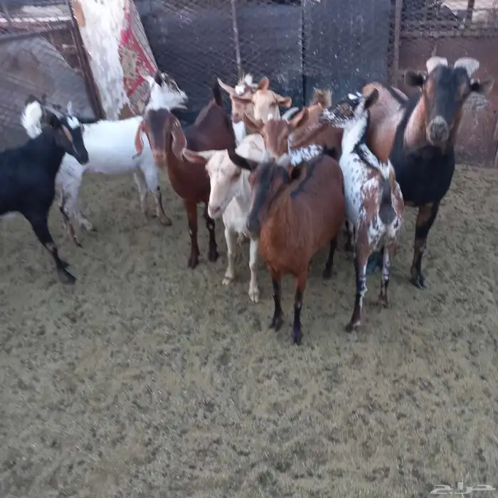 معزا جنوبية خلفات ودفيع مقنوي 3