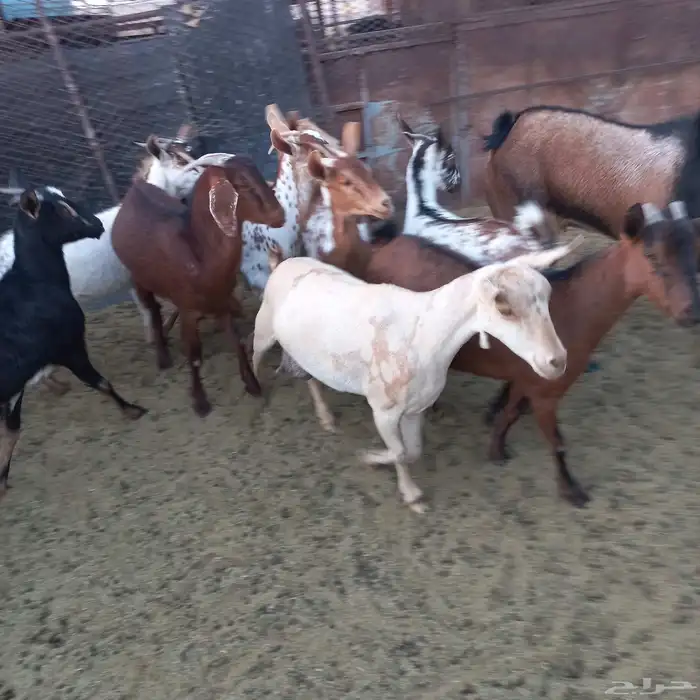 معزا جنوبية خلفات ودفيع مقنوي 5